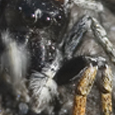 Philaeus chrysops